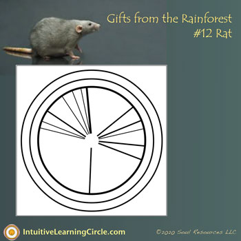 Rat energy from Gifts from the Rainforest