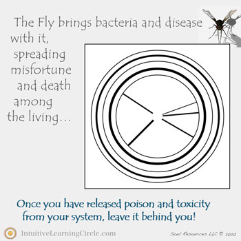 Fly Medicine - Animal Totems