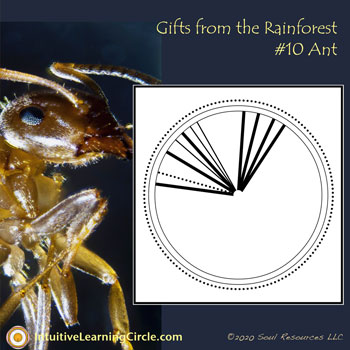 Ant Medicine from Gifts From the Rainforest