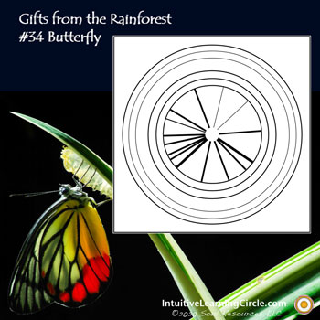 Butterfly Medicine from Gifts from the Rainforest