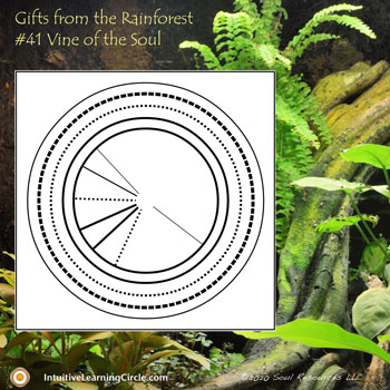 Vine of the Soul from Gifts from the Rainforest