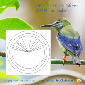 Hummingbird - Gifts from the Rainforest