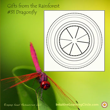 Dragonfly Medicine from Gifts from the Rainforest