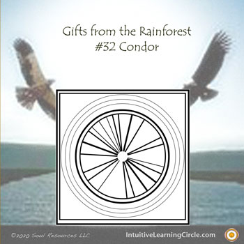 Condor Medicine from Gifts from the Rainforest